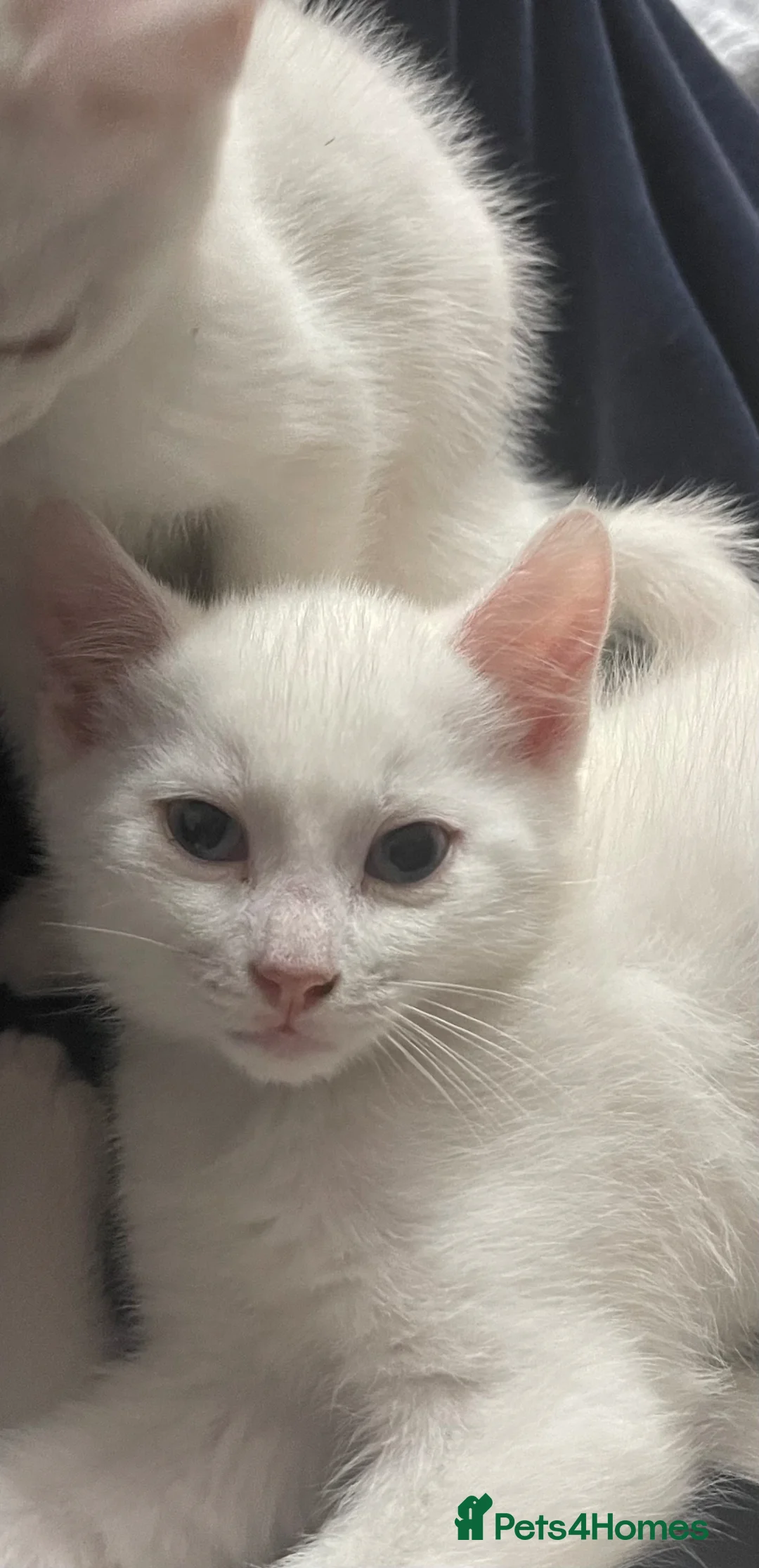 Mixed Breed cats for sale: Małe  - Advert 1