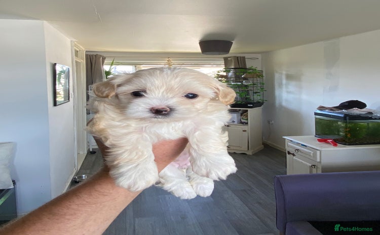 Maltipoo dogs - Advert 1
