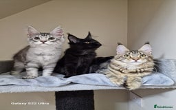 Maine Coon cats for sale: 🍁🍂Good females🏡🎯📣 - Image 26