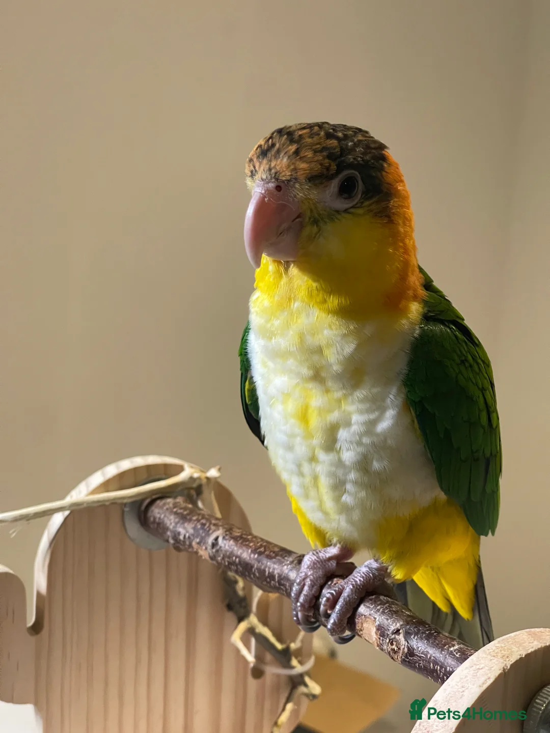 Parrots birds for sale: Super Tame Female Golden-Headed Caique in London - Advert 1
