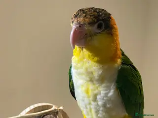 Parrots birds Super Tame Female Golden-Headed Caique in London - Advert 4