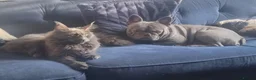 Maine Coon cats for sale: Female 2yr old Maine Coon  in Colchester - Advert 2