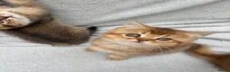 British Shorthair cats for sale: Pedigree golden kittens - black golden & chocolate - Advert 15