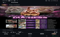 American Bully dogs for sale: Quality pocket/micro bully pups  - Advert 7