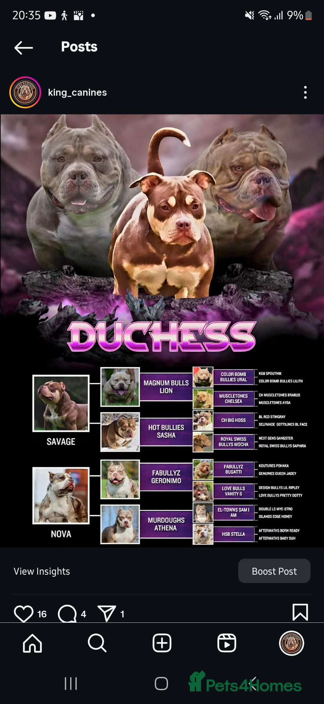 American Bully dogs for sale: Quality pocket/micro bully pups  - Advert 7