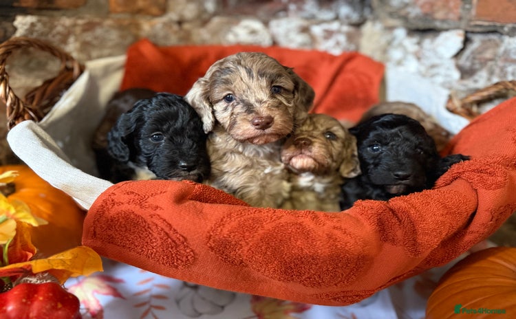Cockapoo dogs - Advert 3