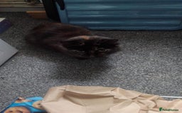 Mixed Breed cats for sale: Genie - Image 3