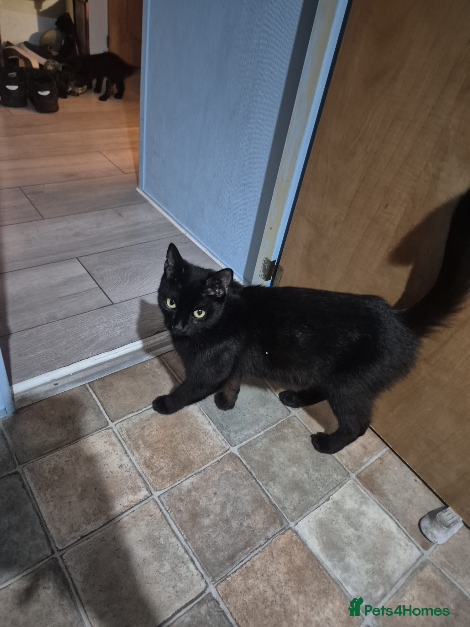 Domestic Shorthair cats for sale: Female kitten - Advert 1