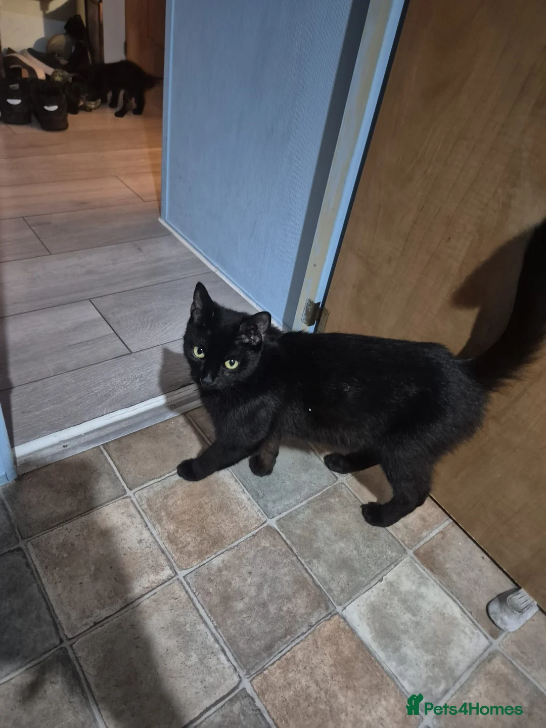 Domestic Shorthair cats for sale: Female kitten in Wickford - Advert 2