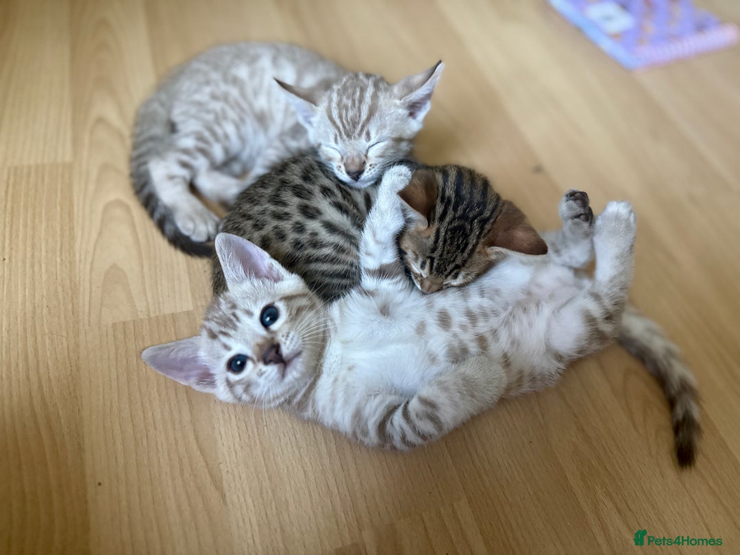 Bengal cats for sale: F5 TICA REGISTERED SNOW AND BROWN BENGALS - Image 2