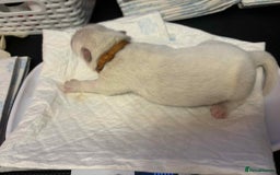 Samoyed dogs for sale: KC reg. Samoyed puppies with champ bloodline  - Advert 30