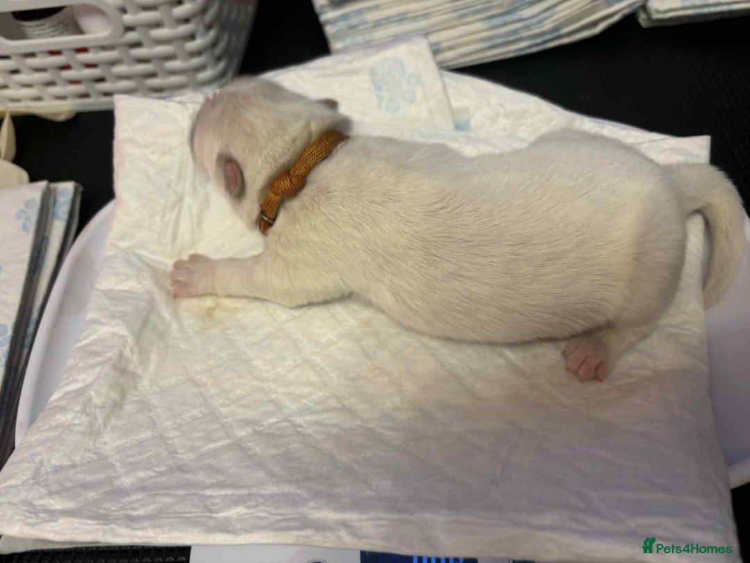 Samoyed dogs for sale: KC reg. Samoyed puppies with champ bloodline  - Advert 30