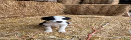 Border Collie dogs for sale: 3 Border Collie Puppies  - Advert 5