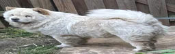 Chow Chow dogs for sale: KC Registered Chow Chow Boy - 12 Weeks Old - Advert 1