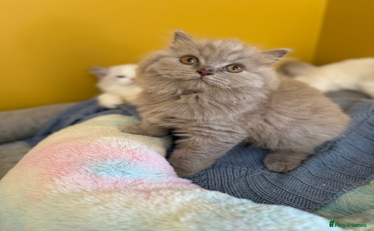 British Longhair cats - Advert 3