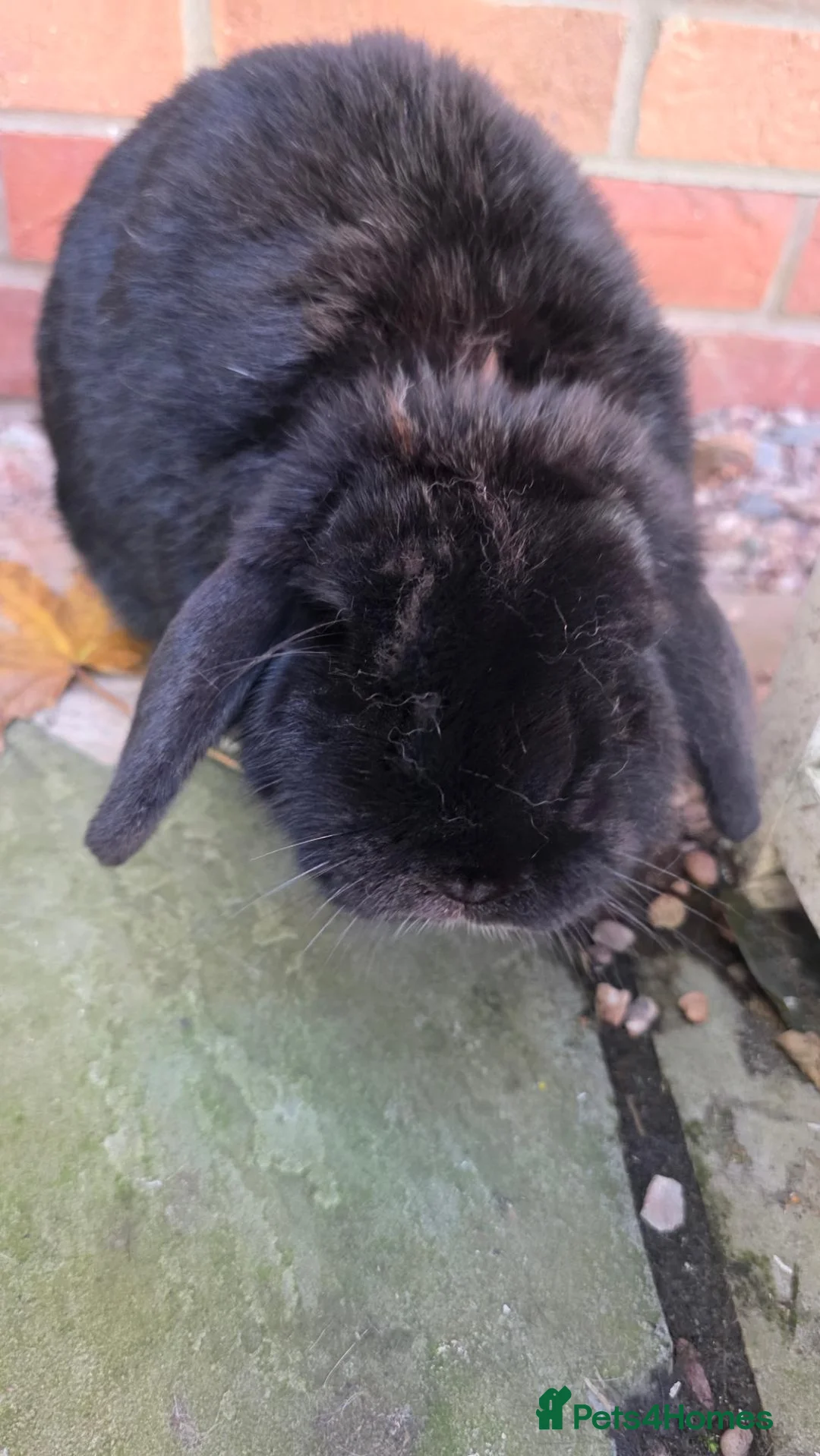 Mini Lop rabbits for sale: Beautiful mini lop mimi - Black Free in Crewe - Advert 4