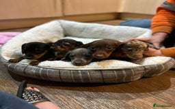 Miniature Dachshund dogs for sale: Stunning rainbow litter mini dachshunds - Advert 7