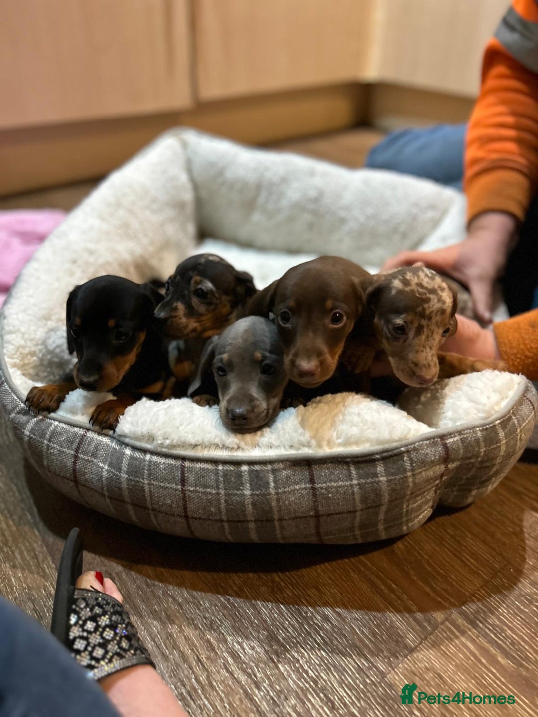 Miniature Dachshund dogs for sale: Stunning rainbow litter mini dachshunds - Advert 7