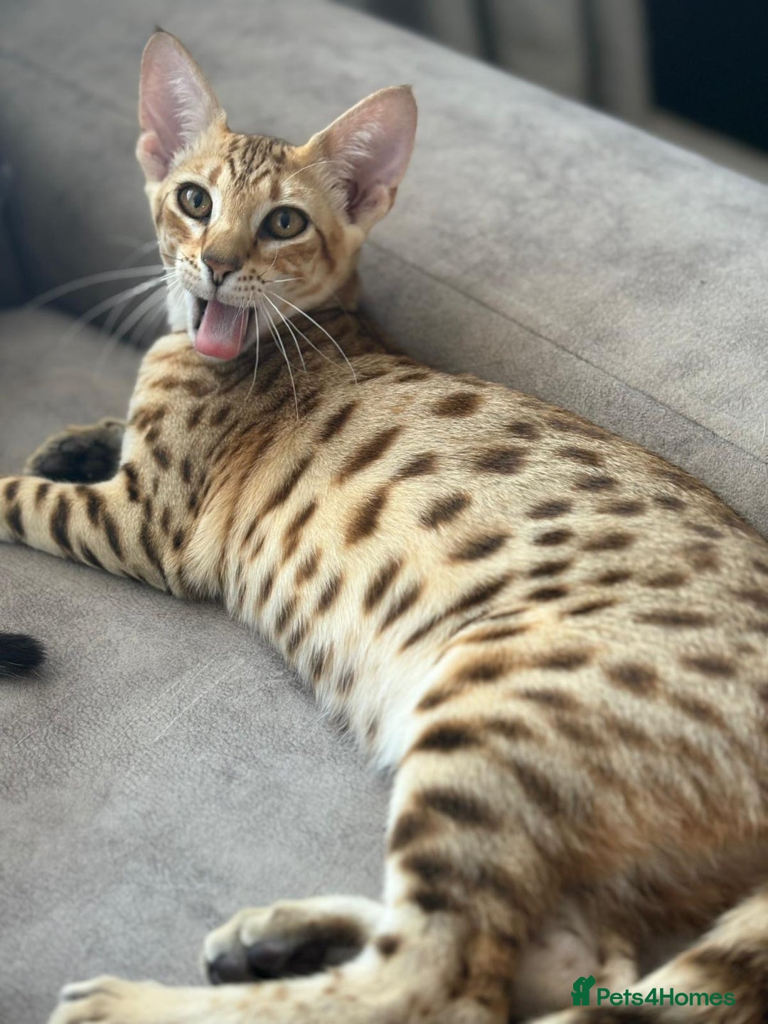 Savannah cats for sale: KIWANGA PEDIGREE F3 SAVANNAH KITTENS  - Image 12