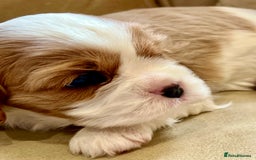 Cavalier King Charles Spaniel dogs for sale: Champion Sired KC Reg Cavalier King Charles  - Image 33