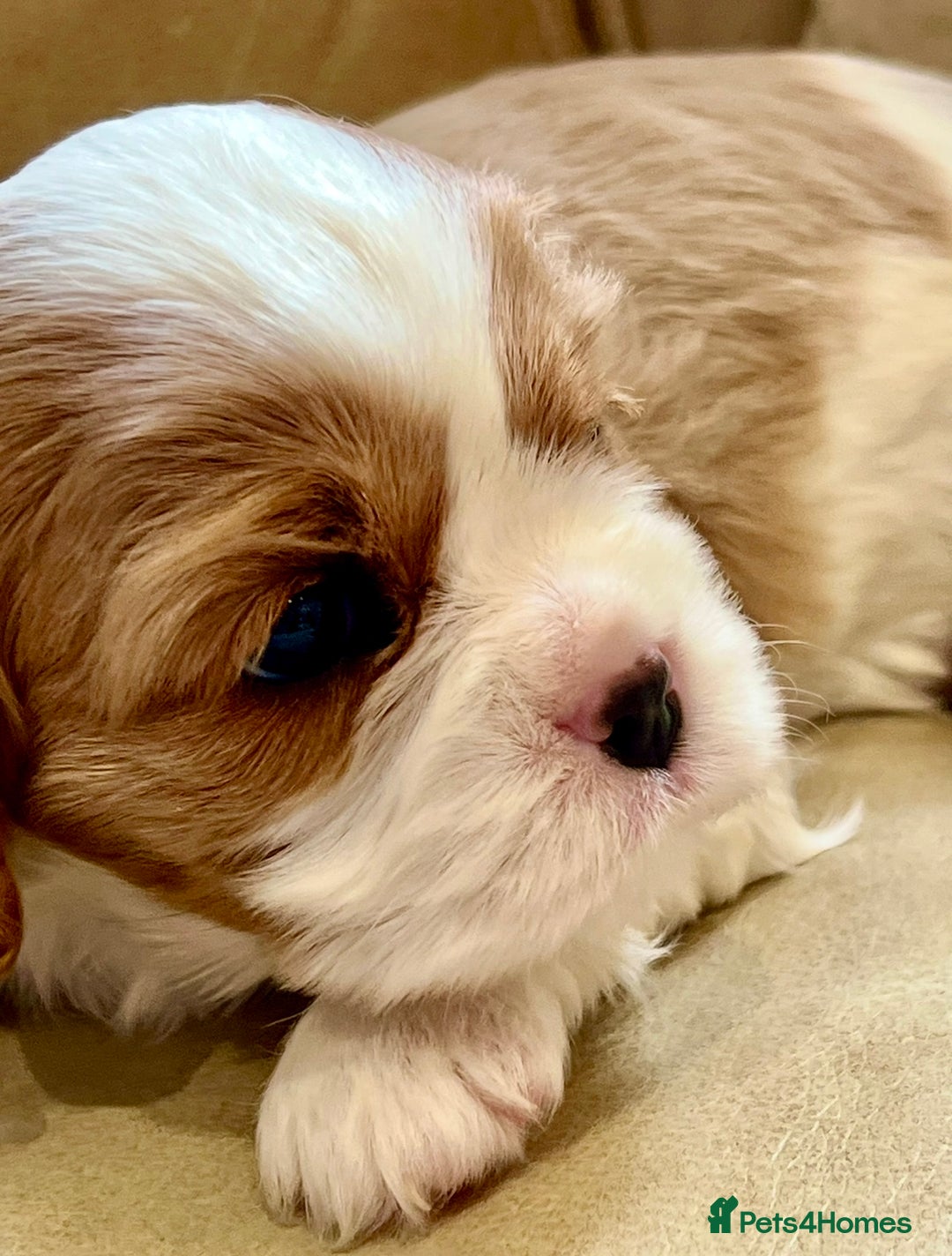 Cavalier King Charles Spaniel dogs for sale: Champion Sired KC Reg Cavalier King Charles  - Image 33
