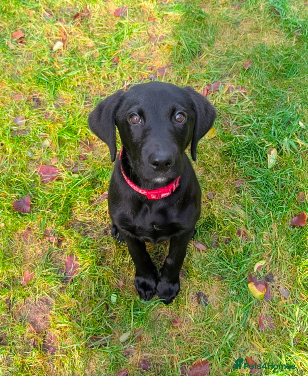 Labrador Retriever dogs for sale: Gorgeous KC registered Black Labrador Puppy - Advert 1