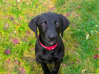 Labrador Retriever dogs Gorgeous KC registered Black Labrador Puppy - Advert 1