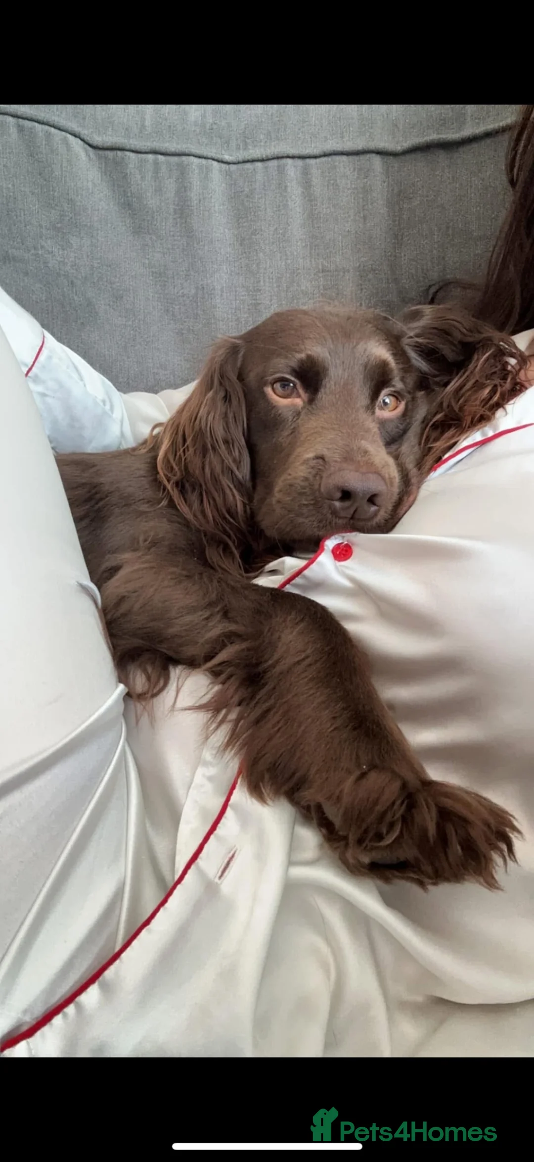 Cocker Spaniel dogs for stud: 5 year old cocker spaniel for stud in Gateshead - Advert 2
