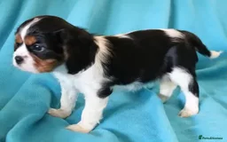 Cavalier King Charles Spaniel dogs for stud: Fully health tested Black and Tan stud.  in Wrexham - Image 18