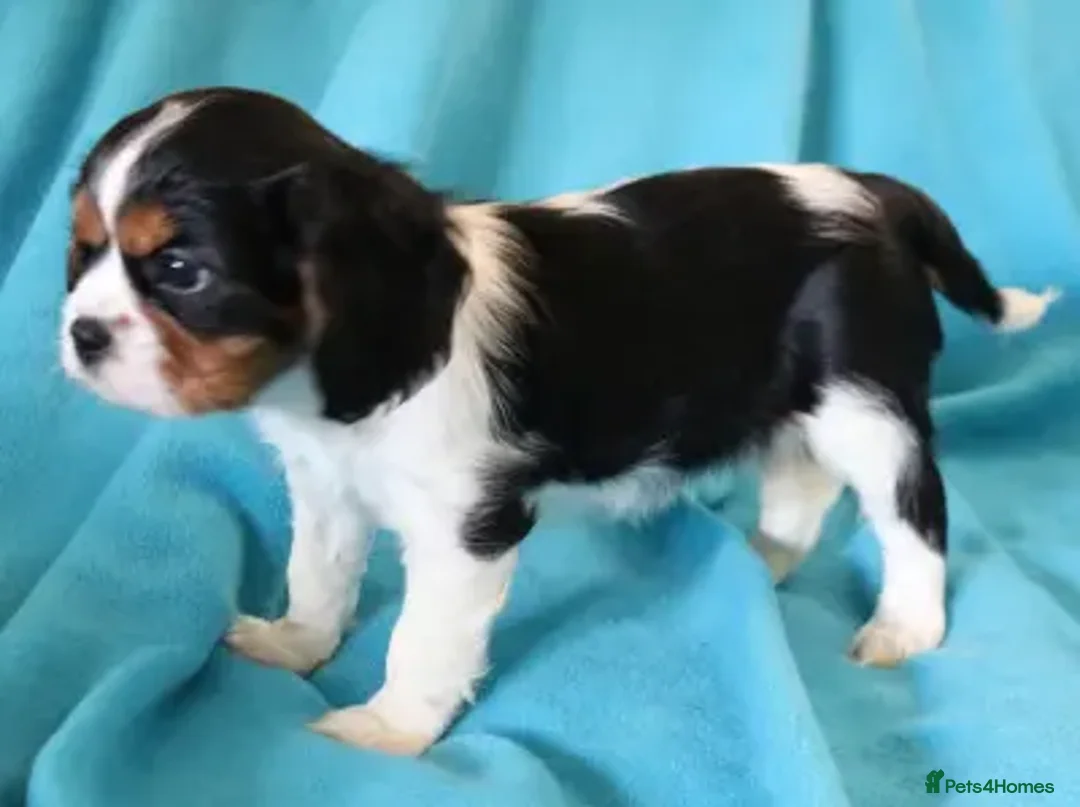 Cavalier King Charles Spaniel dogs for stud: Fully health tested Black and Tan stud.  in Wrexham - Image 18