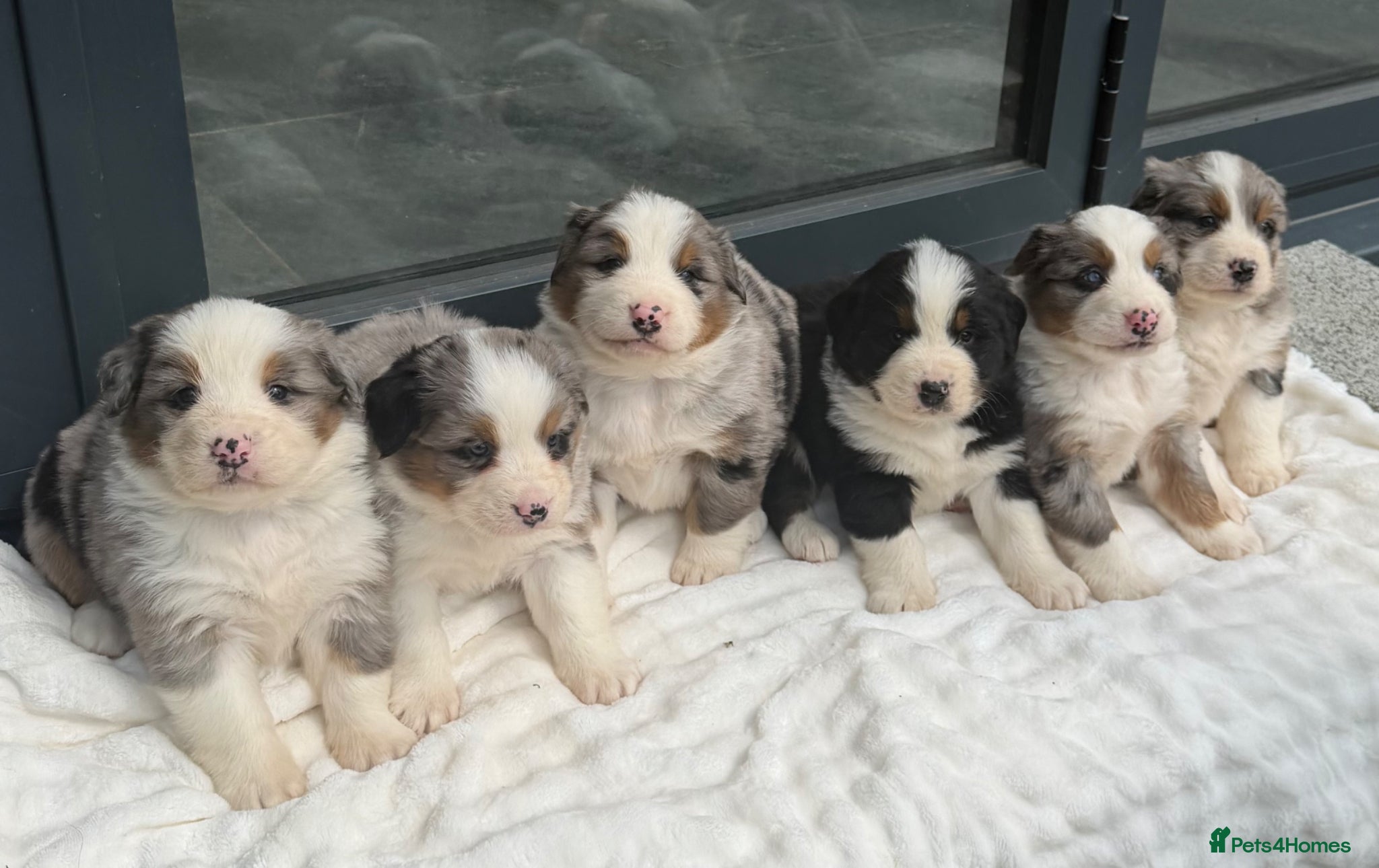 Mixed Breed dogs ⭐️SUPER RARE BERNESE x AUSTRALIAN SHEPHERD PUPS⭐️ - Advert 2