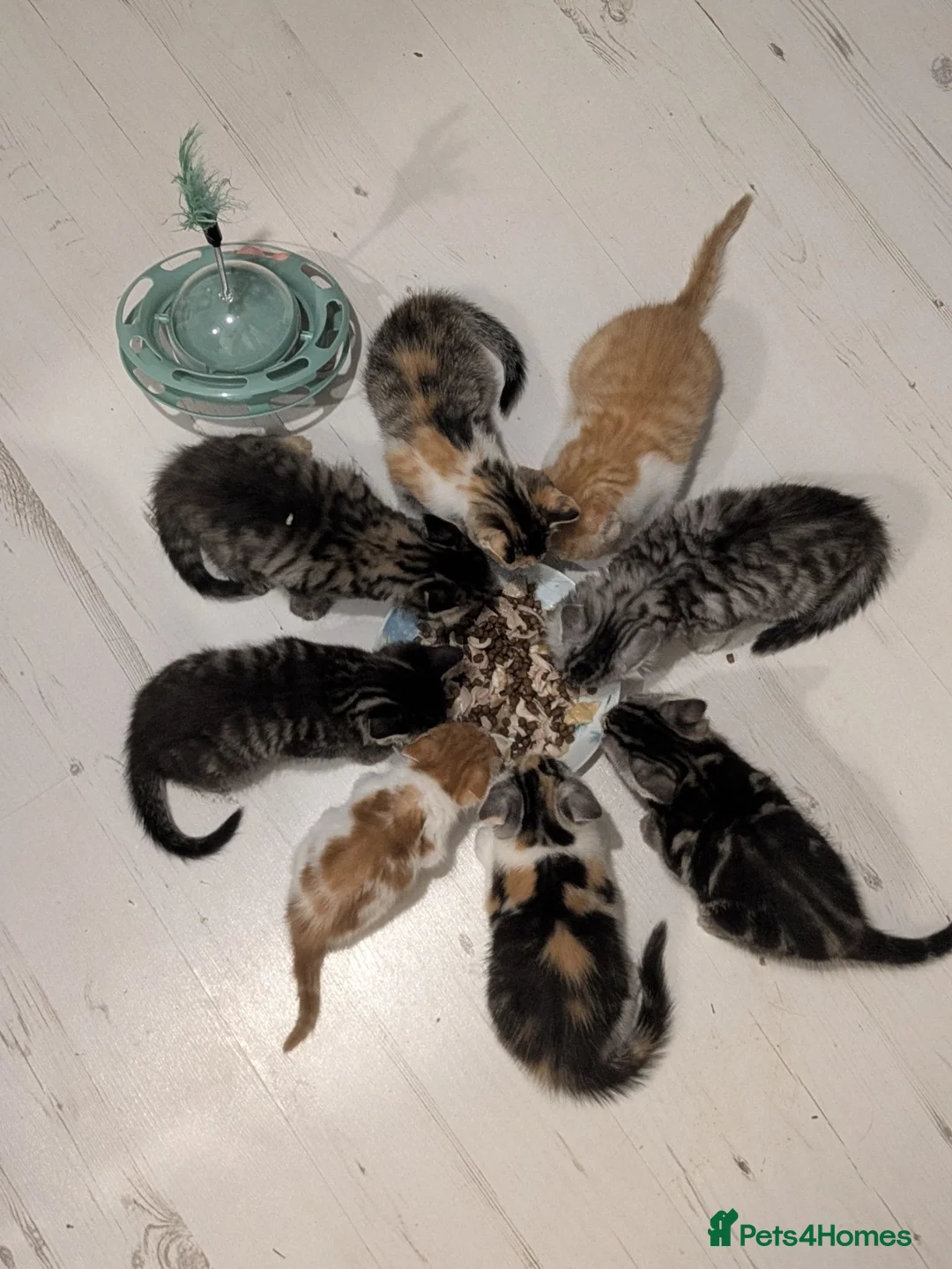 Mixed Breed cats for sale: Beautiful mixed breed kittens for sale - Advert 30