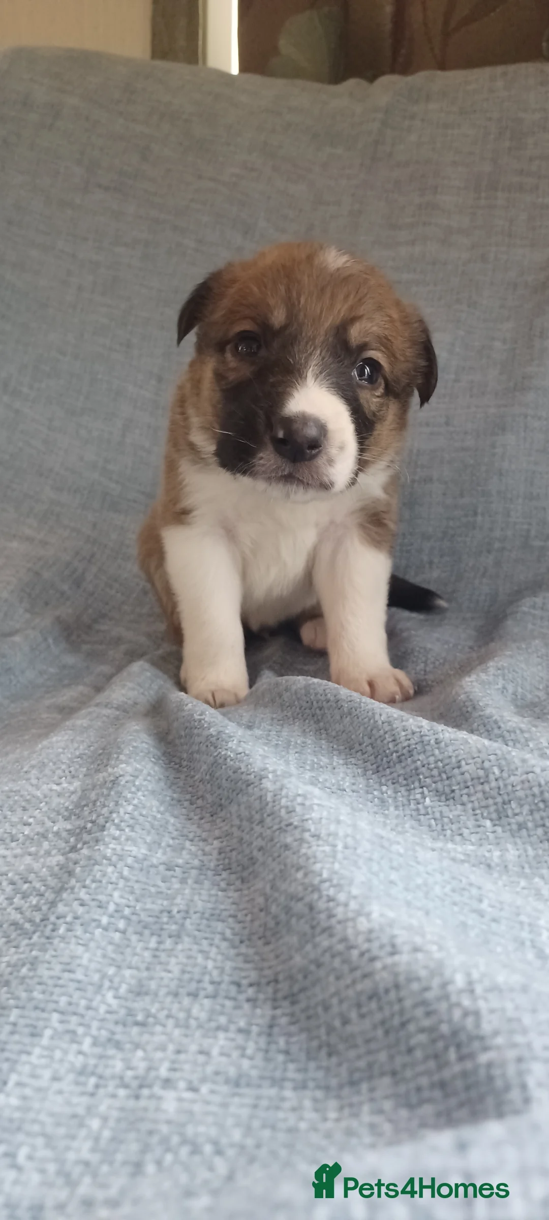 Border Collie dogs for sale: Collie puppies for sale ONLY BOYS AVAILABLE - Advert 15