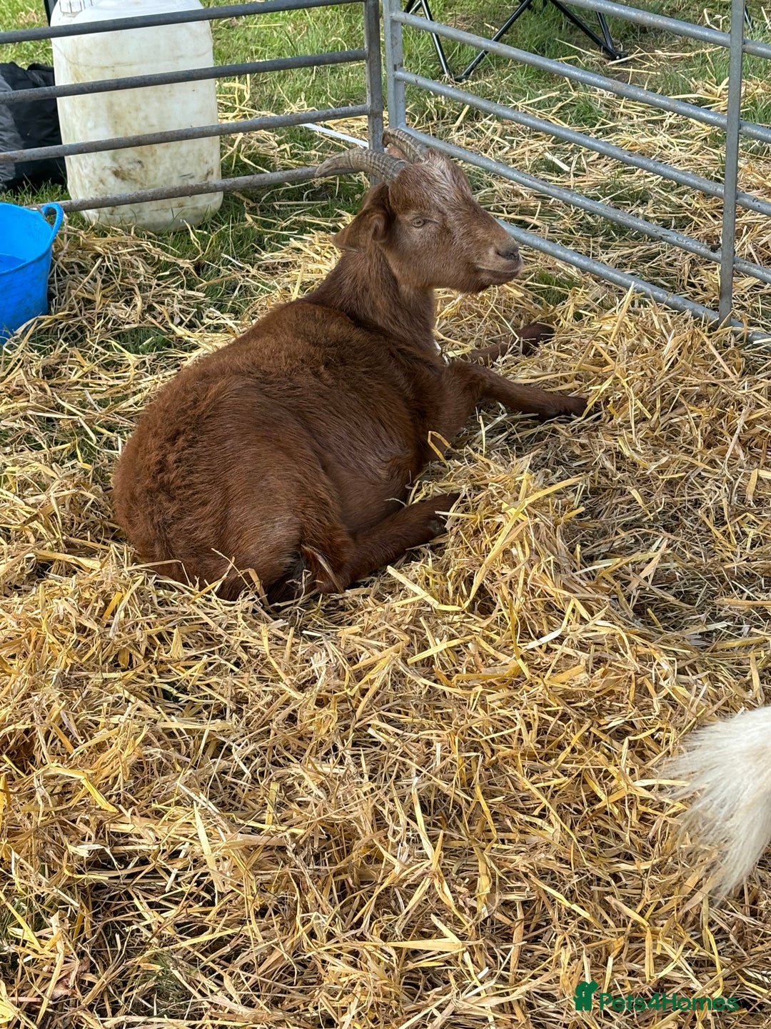 Goats livestock for sale: Goats possibly to stay together  - Image 3
