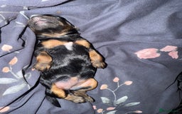 Cockapoo dogs for sale: 3 healthy phantom F1B cockapoo boys for sale  - Image 24