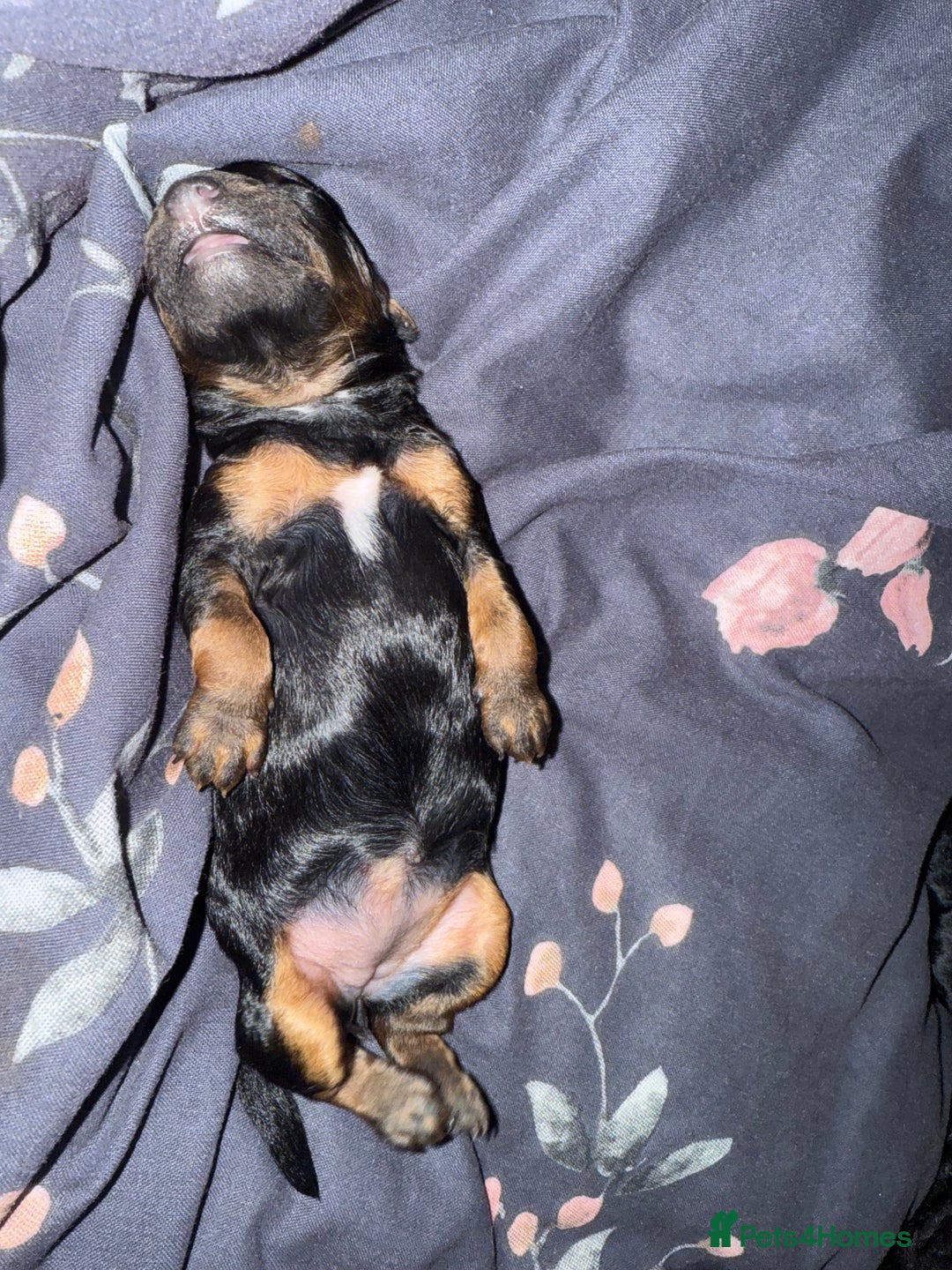Cockapoo dogs for sale: 3 healthy phantom F1B cockapoo boys for sale  - Image 24