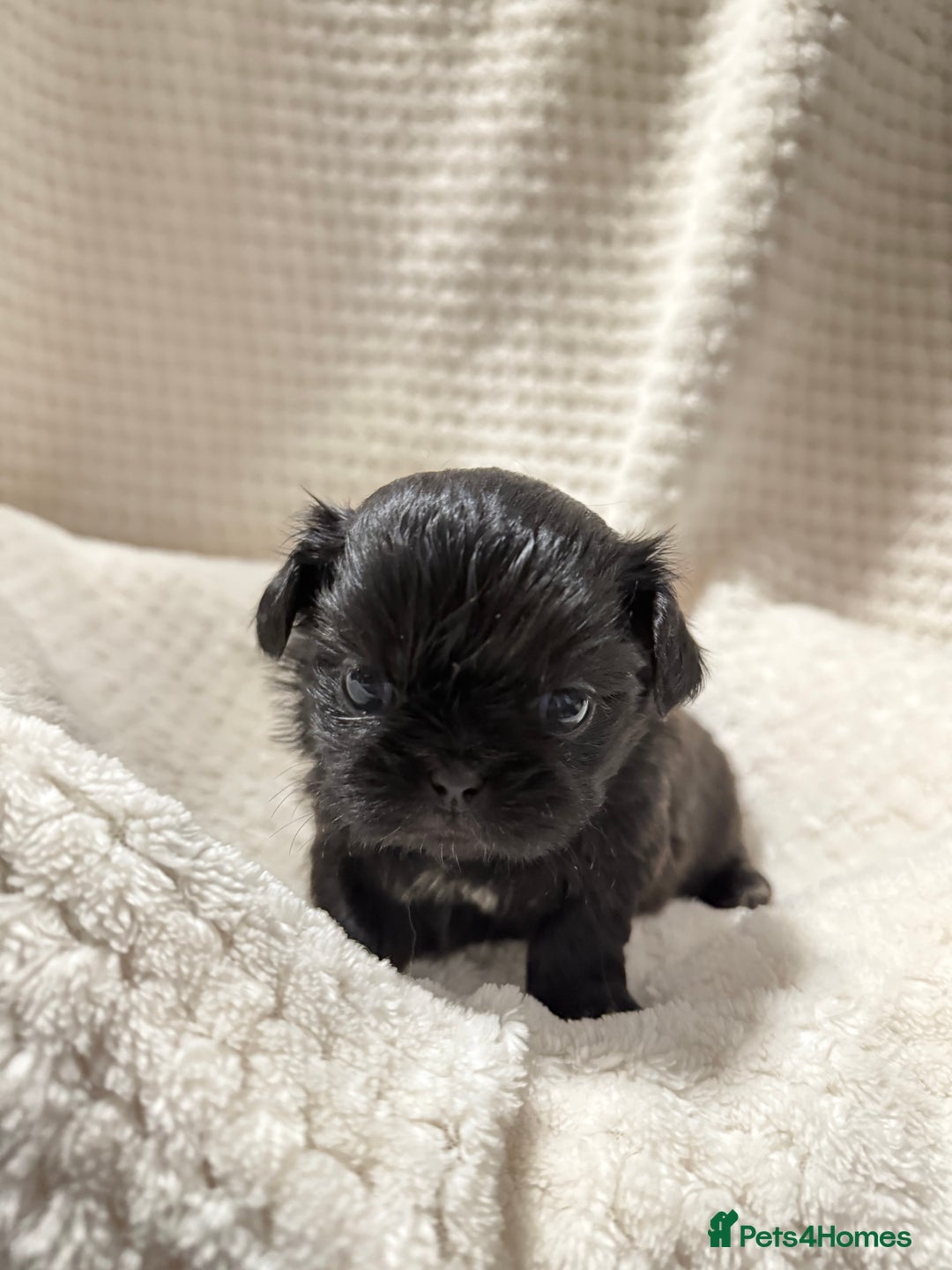 Shih Tzu dogs for sale: Shih tzu puppies  - Advert 18