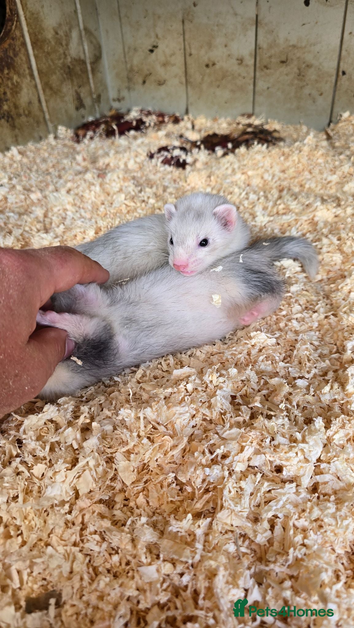 Ferret rodents Working/pet Ferret kits - Advert 21