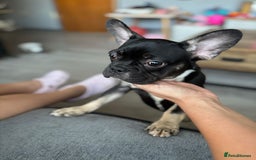 French Bulldog dogs for sale: Last boy for sell needs his forever home  - Image 1