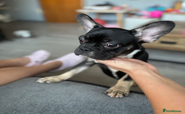 French Bulldog dogs - Advert 4