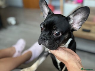 French Bulldog dogs - Advert 16