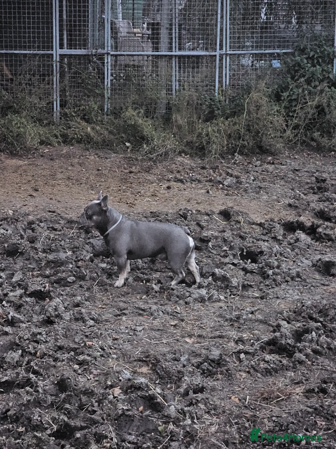 French Bulldog dogs for stud: Blue And Tan Frenchie (Stud) - Advert 10