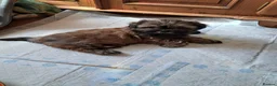 Malshi dogs for sale: Malshi 2 boys puppies - Advert 15