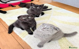 Scottish Fold cats for sale: Beautiful kittens are looking for a new home🥰✨ - Image 2