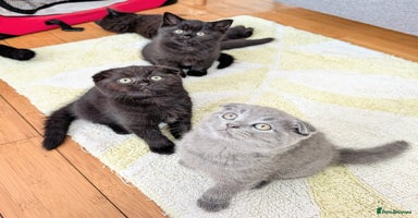 Scottish Fold cats - Advert 7