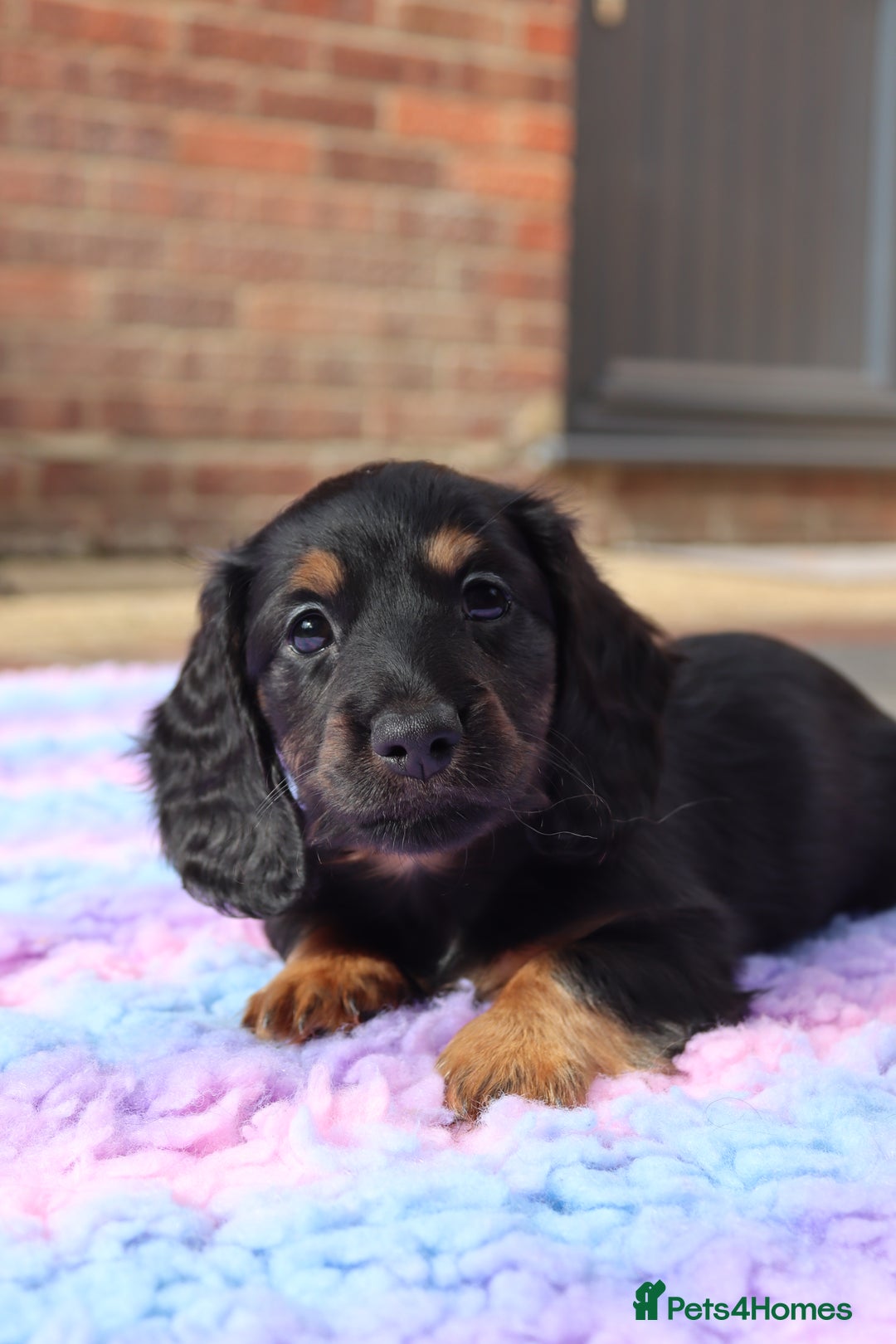 Miniature Dachshund dogs for sale: Ready now miniature long haired dachshunds in Stowmarket - Image 28