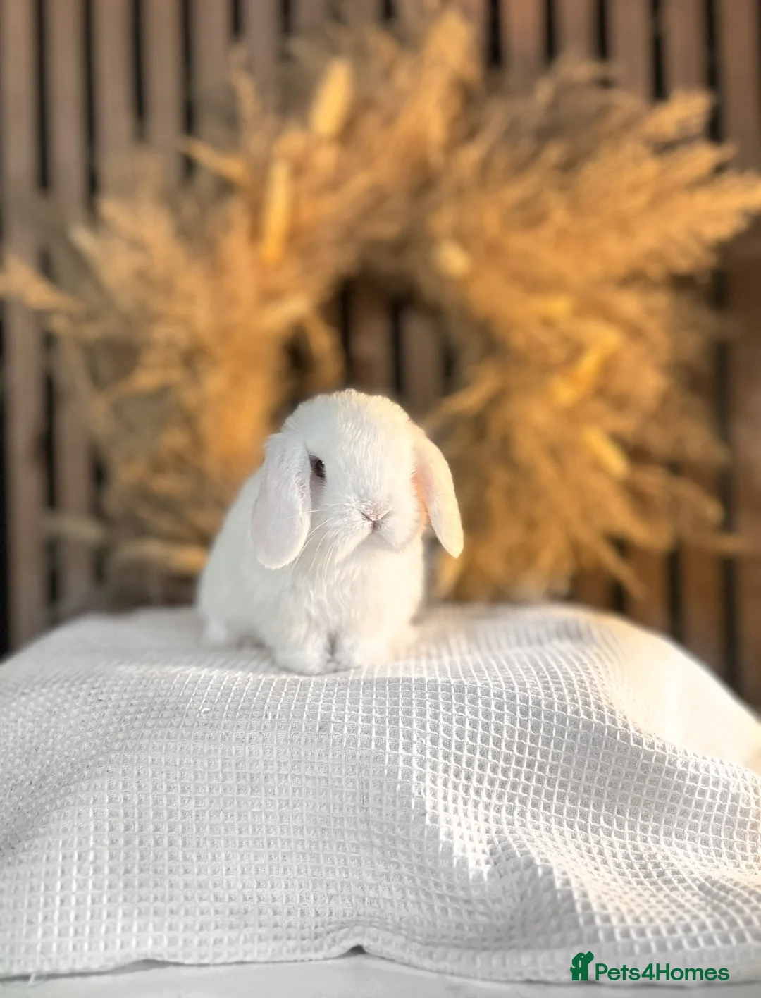 Mini Lop rabbits for sale: Stunning blue eye white doe  - Advert 1