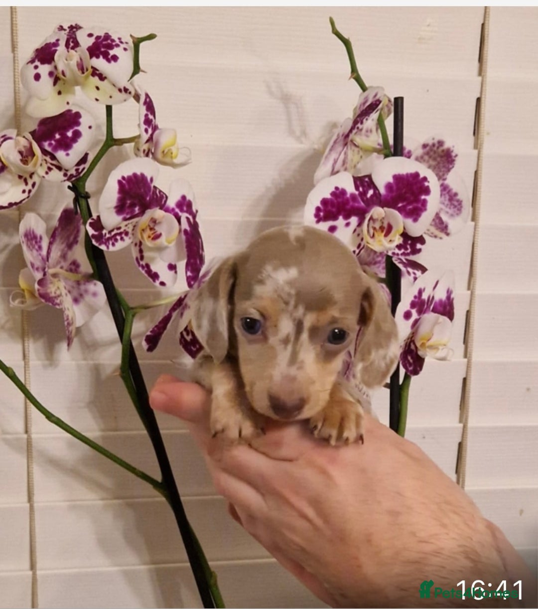 Miniature Dachshund dogs for sale: Miniature dachshund  - Advert 4