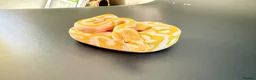 Python Snake reptiles for sale: 1.0 Leo Candy 66% het Pied  - Advert 5