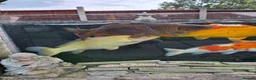 Koi Carp fish for sale: Koi carp all different for sale in Stoke-on-Trent - Advert 2